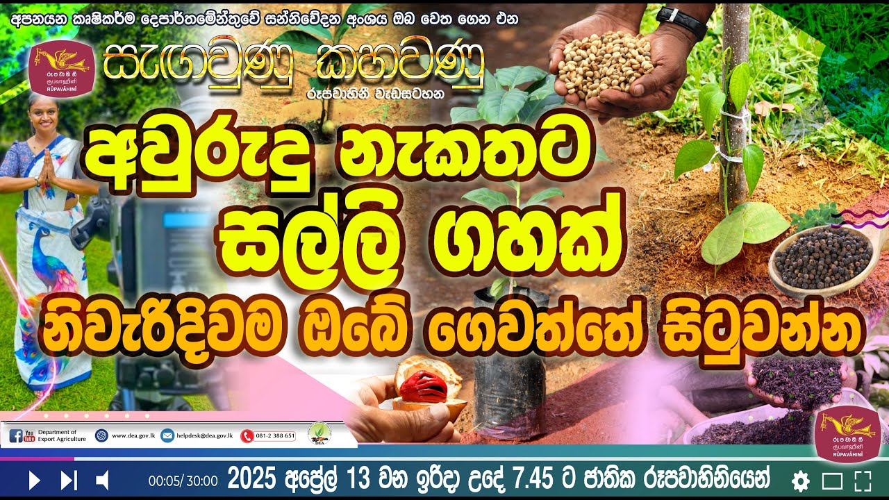 අවුරුදු නැකතට සල්ලි ගහක් නිවැරදිව ම ඔබේ ගෙවත්තේ සිටුවන්න