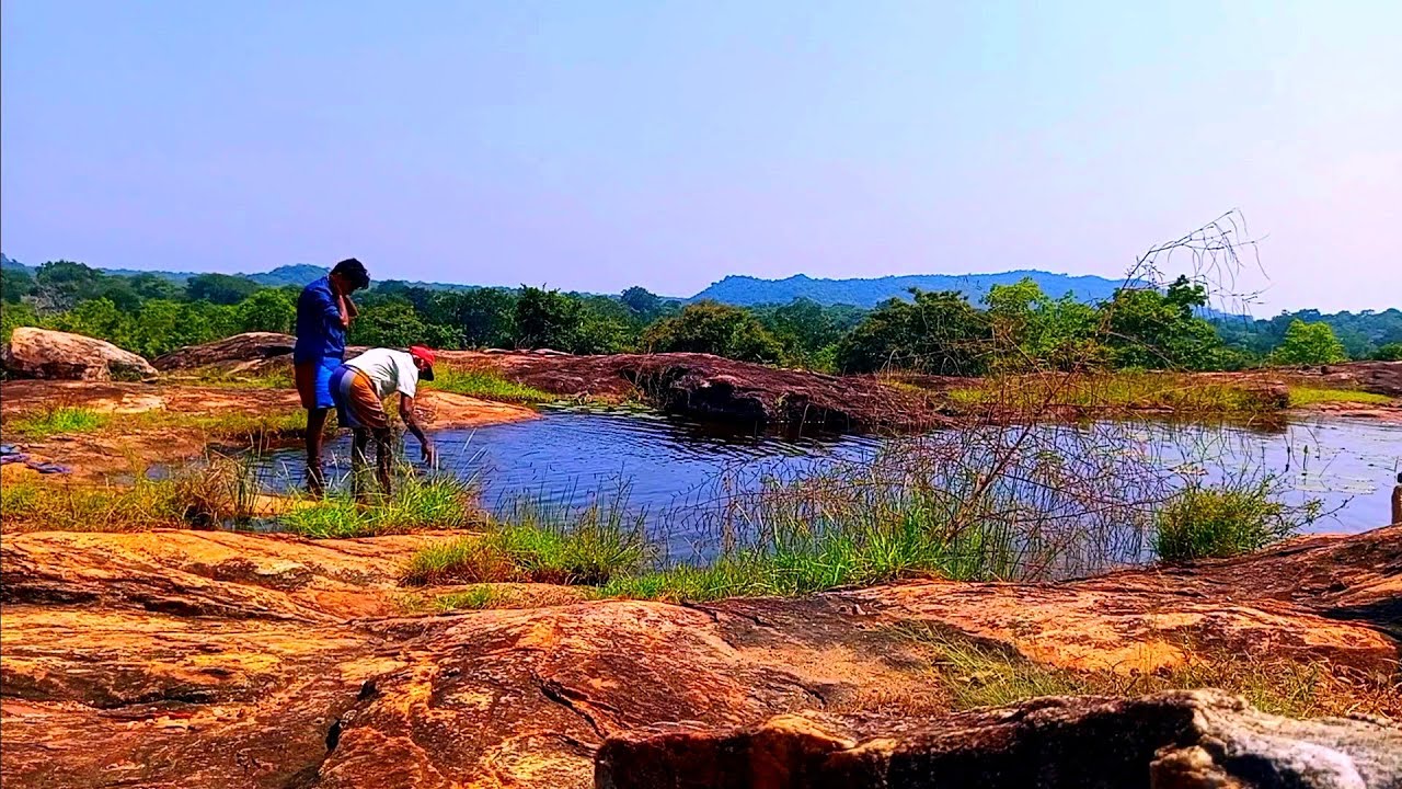 කැලෑ මැදින් තෙලඹු කෙමට👌☘️🍁🙋‍♂️🐘