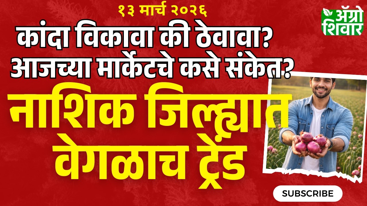 kanda bajar bhav Live | आजचा कांदा बाजार भाव पाहिलात? नाशिकमध्ये वेगळाच ट्रेंड
