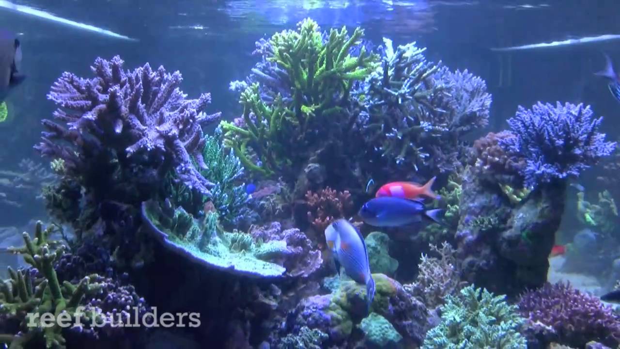 The Rocky Mountain Reef Tank