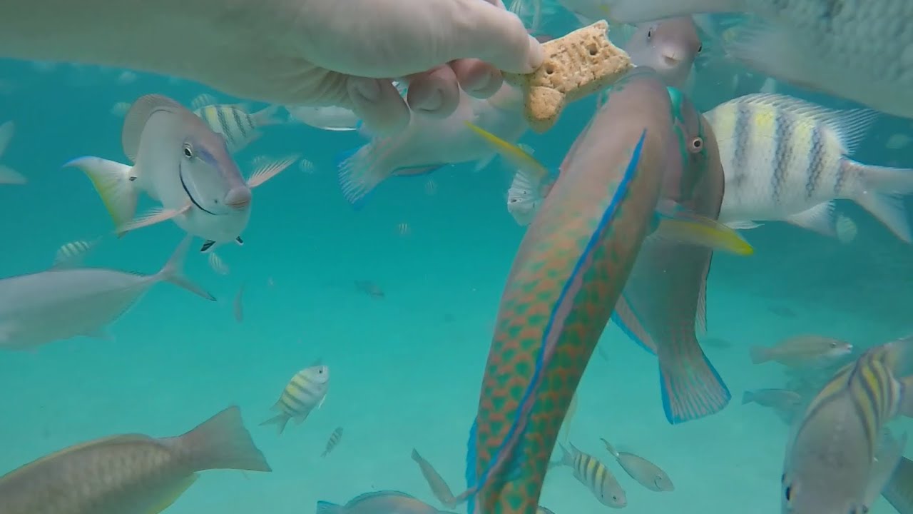 Coki Beach St Thomas U.S Virgin Islands Snorkeling and underwater dog bone feeding. Squid appearance