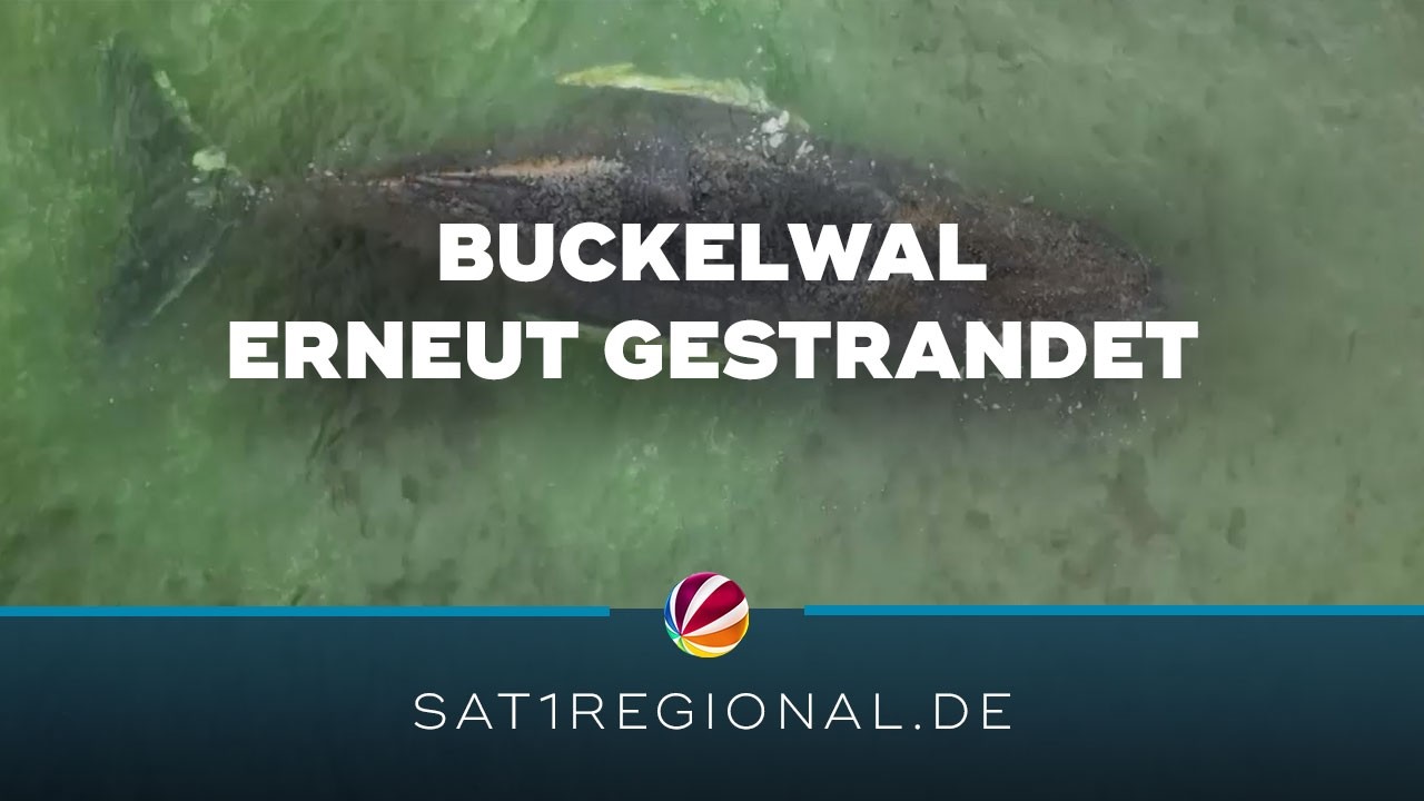 Buckelwal erneut gestrandet &ndash; Gesundheitszustand nicht gut