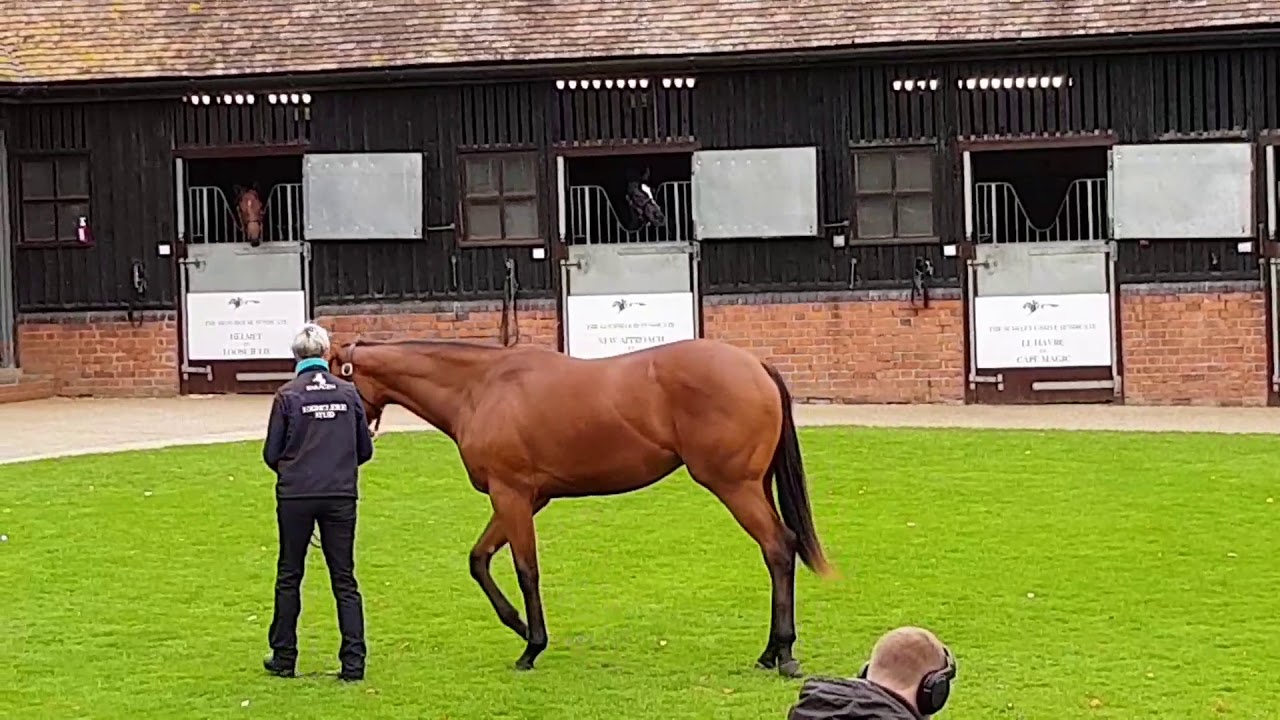 A GREAT DAY AT HIGHCLERE STUD 🐴 A POTENTIAL RACING STAR