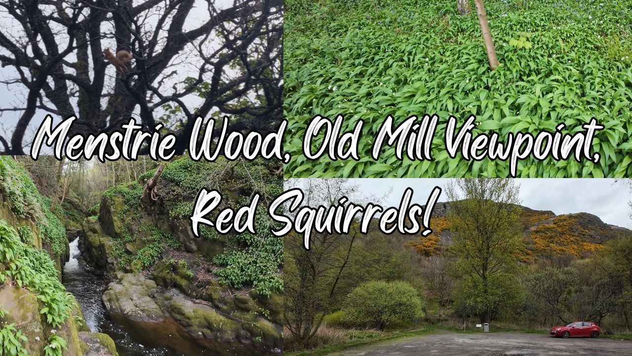 A morning walk from Blairlogie Orchard through Menstrie Wood, Menstrie Burn, then up into the Hills.