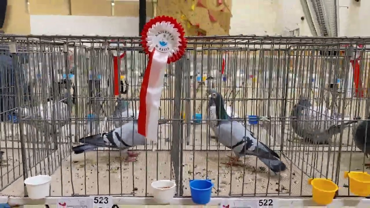 Krakowska wystawa gołębi rasowych 🤝📢📢 Zapraszam na film cz1