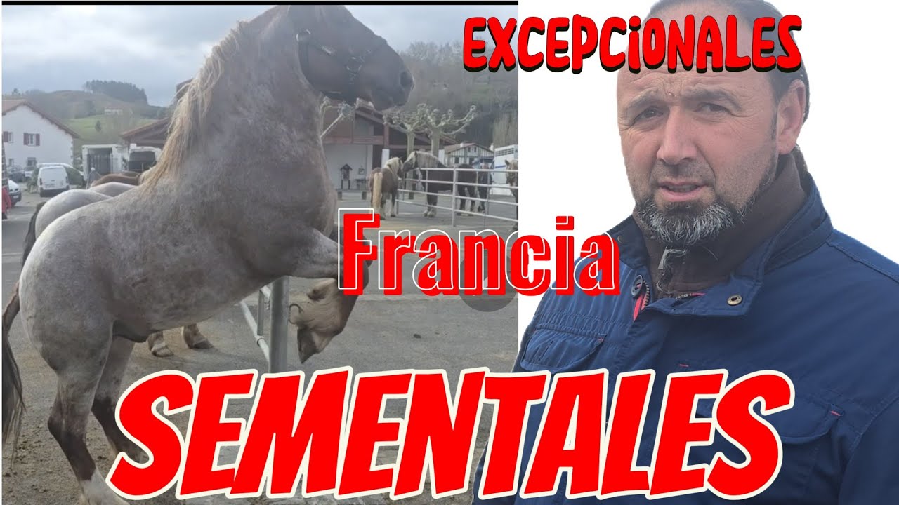 Asesoramiento en sementales
