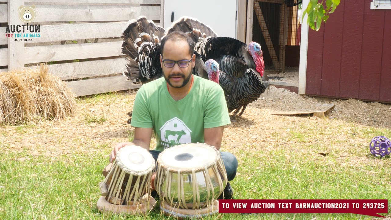 Concert For The Animals