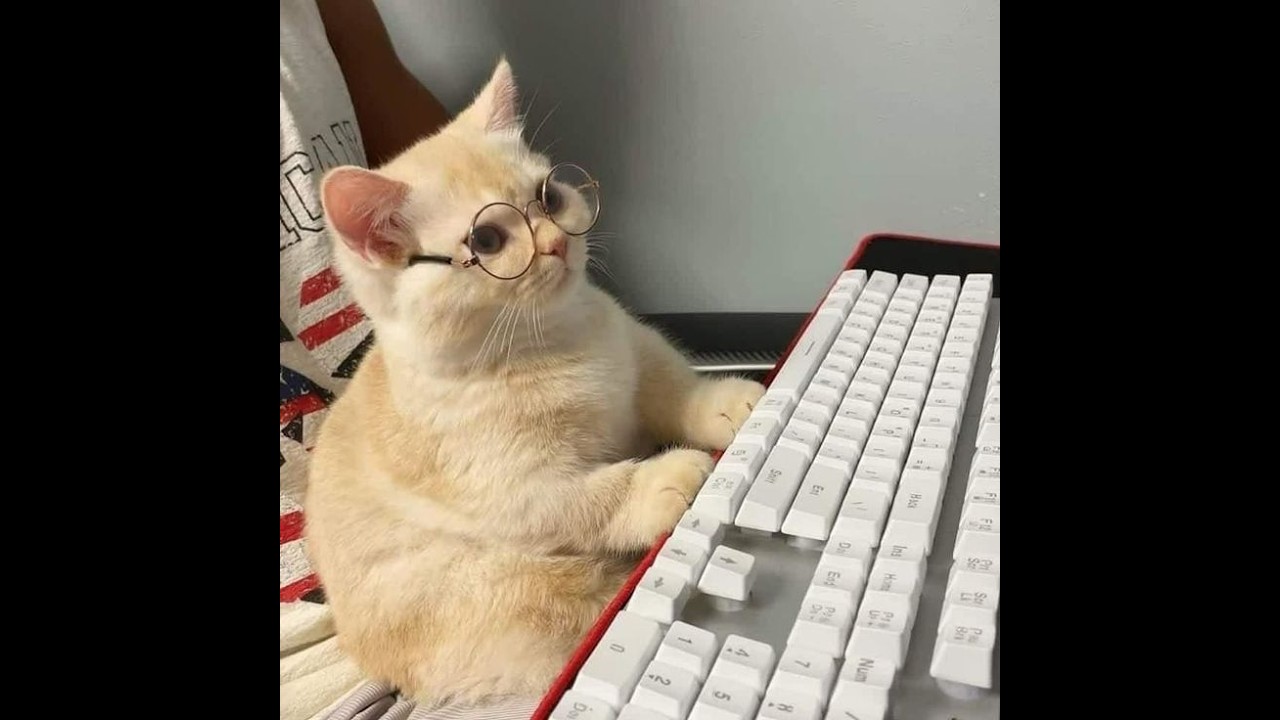 😺 Коты умнее людей! 🐈 Видео смешных кошек и котят для поднятия настроения! 😻