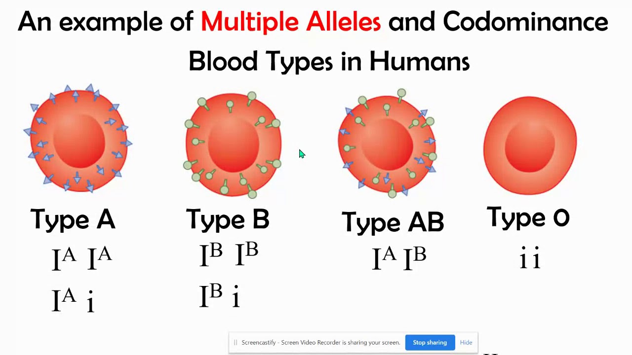 Incomplete vs Codominance, Mupltiple Alleles, & Polygenic Inheritance