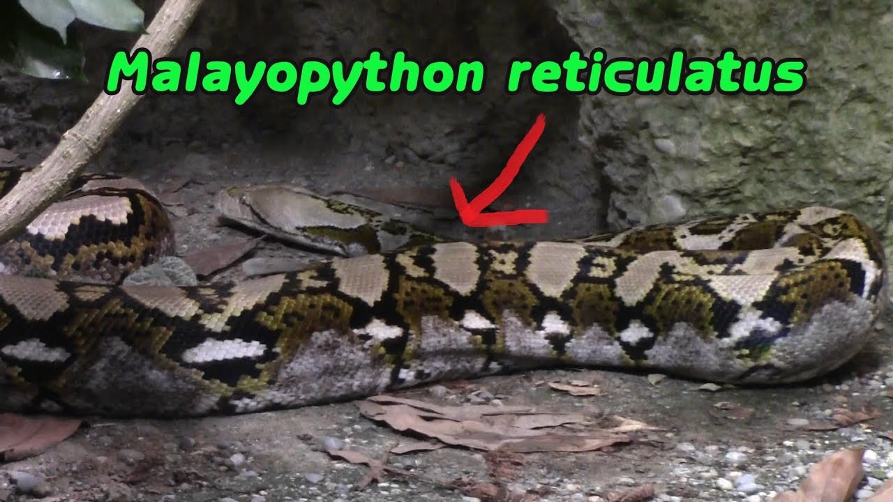 Malayopython reticulatus | Attacked by one of his largest snakes