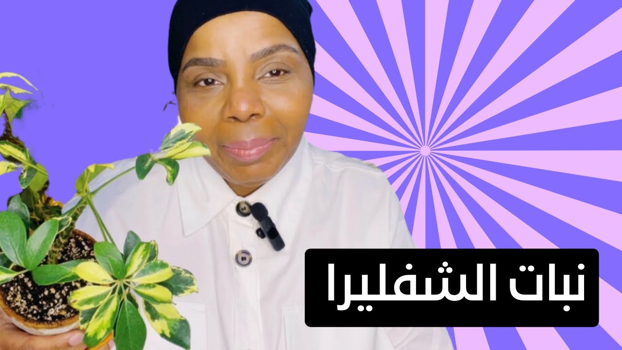 نبات الشفليرا سقي وتجذير واجاوب على اسألتكم