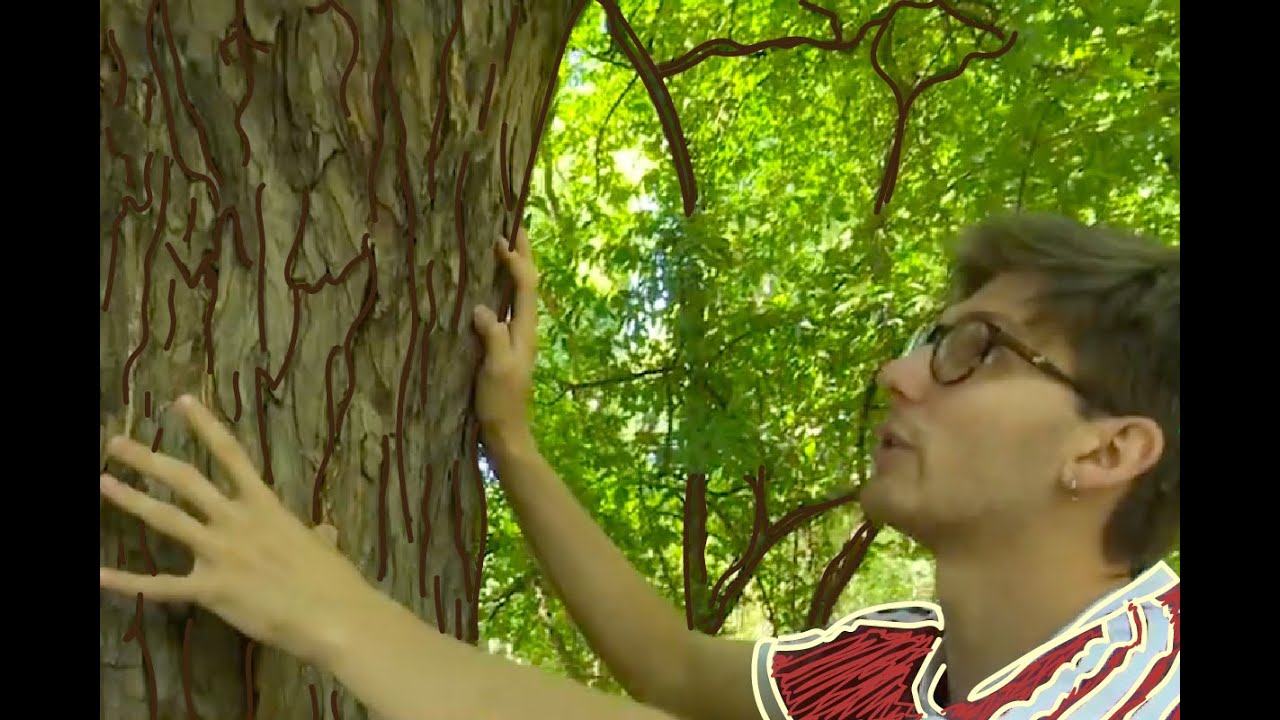 🌳¿Para qué sirve la corteza del árbol?🌳