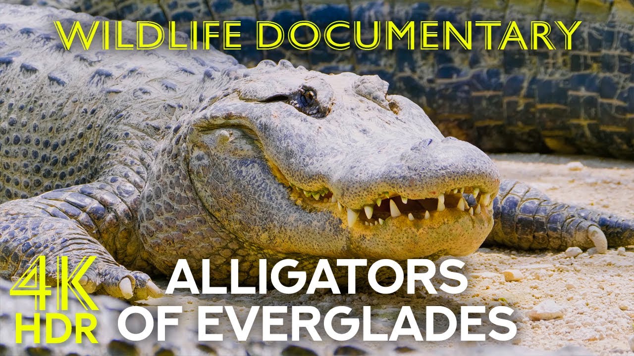 Alligators and Other Inhabitants of Everglades National Park, Florida - Animal Documentary 4K HDR