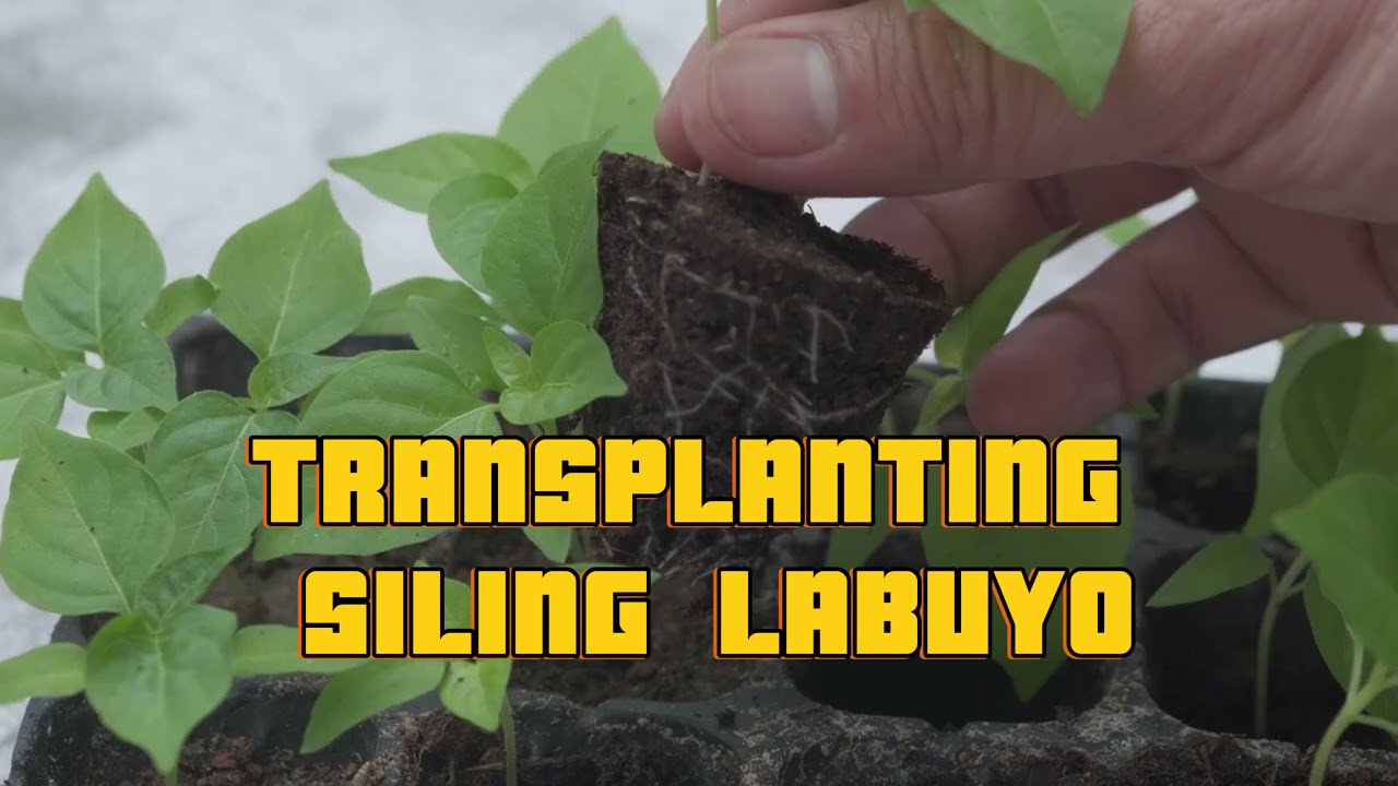 How To Grow Siling Labuyo (Capsicum frutescens) From Seeds (Part 2)