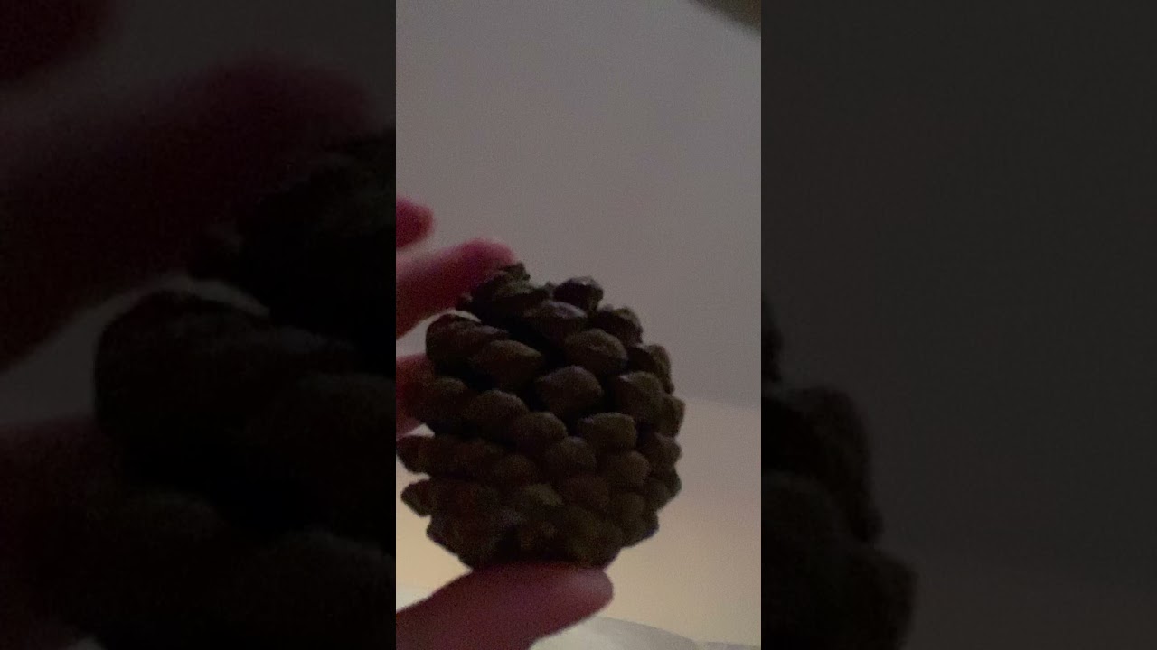Quick pine cone tapping and scratches