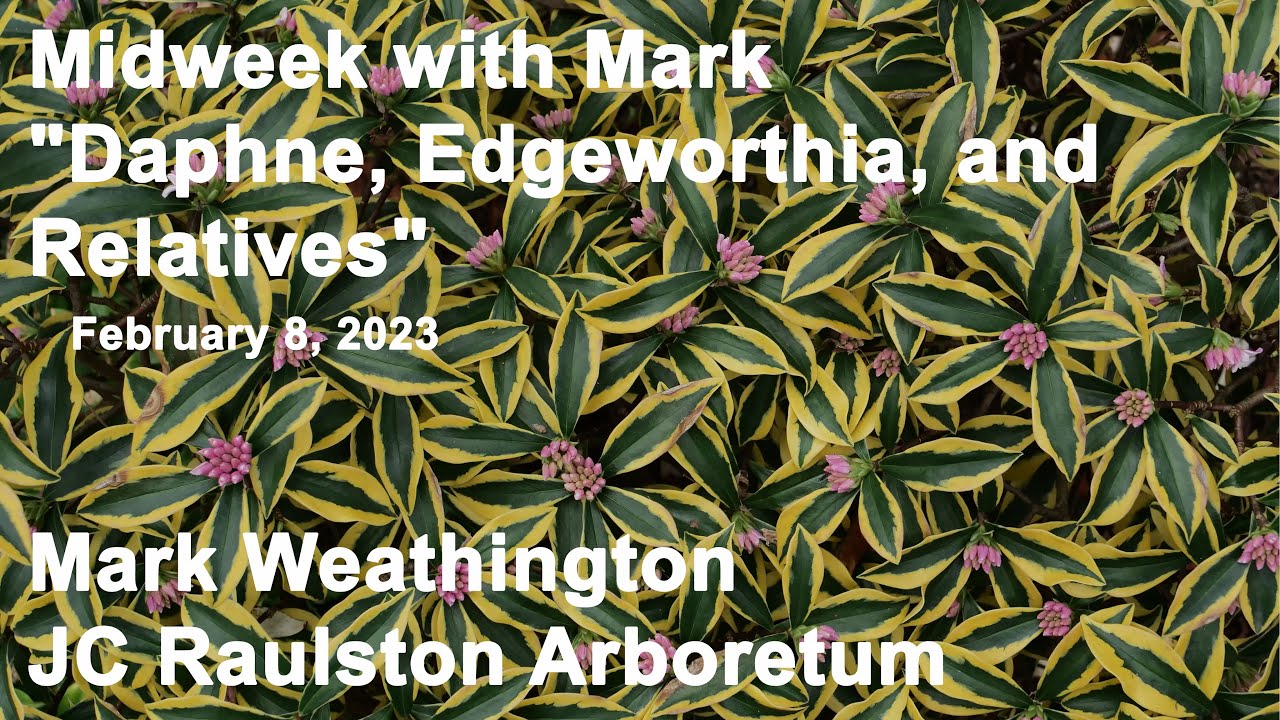 Midweek with Mark - "Daphne, Edgeworthia, and Relatives"