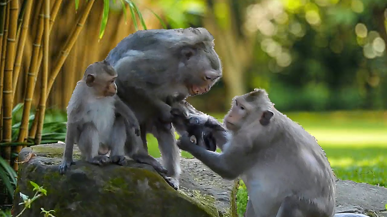 Monkey BUTTOM tries to save her infant from ANITA monkey