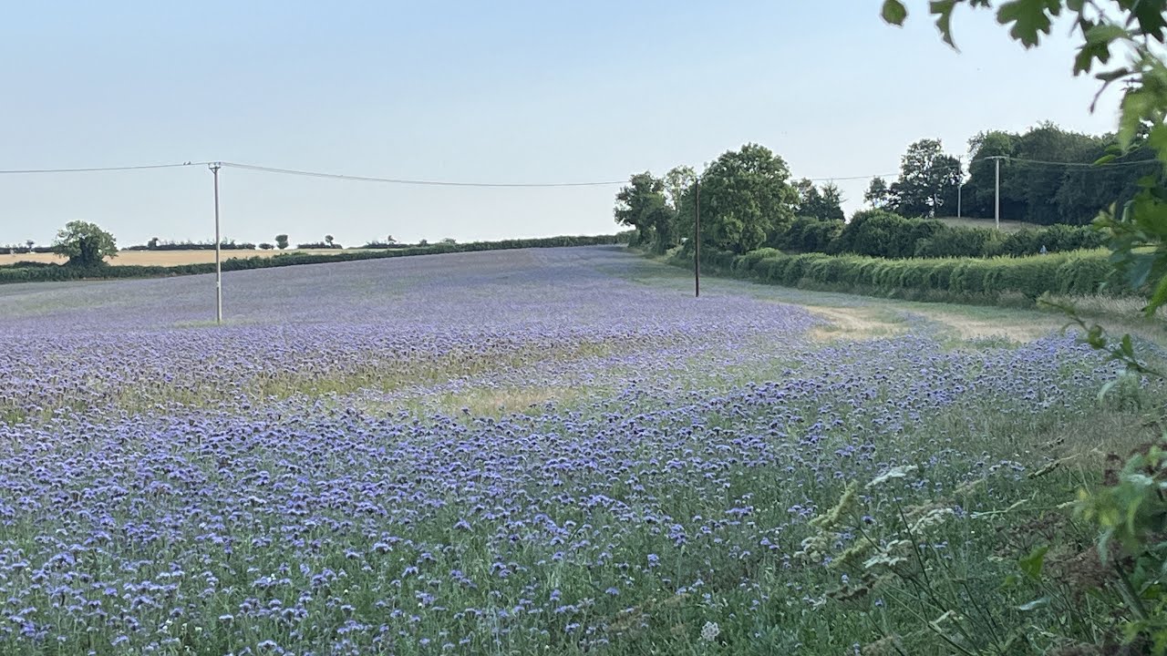Purple fields of Witney, Oxfordshire  (July 2025)