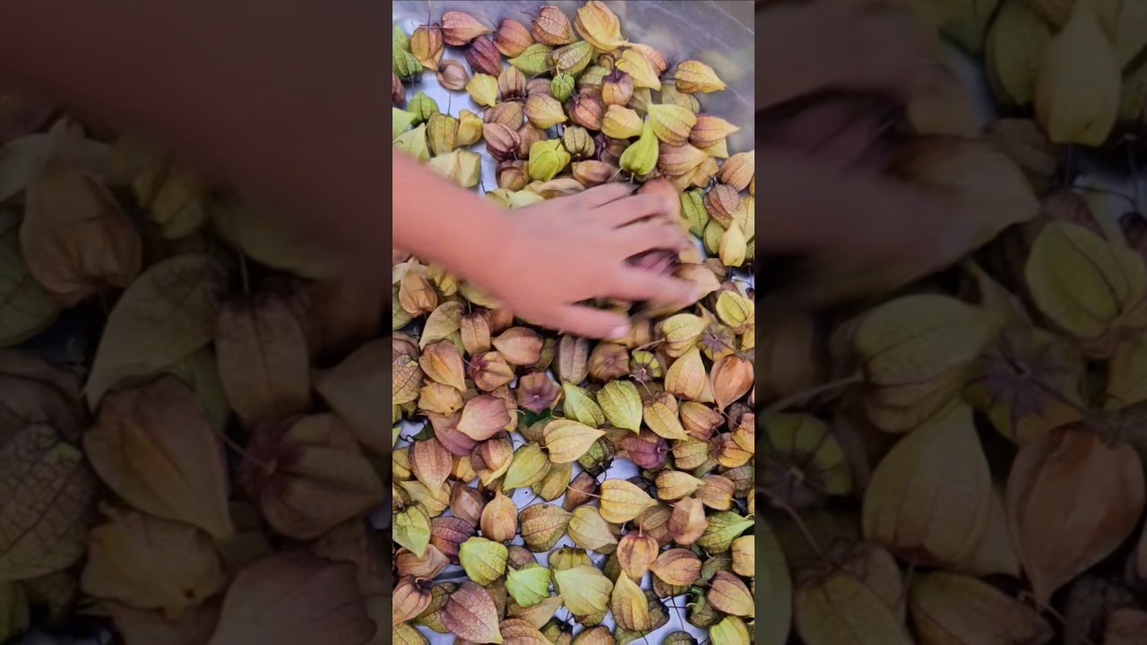 ground cherry 
