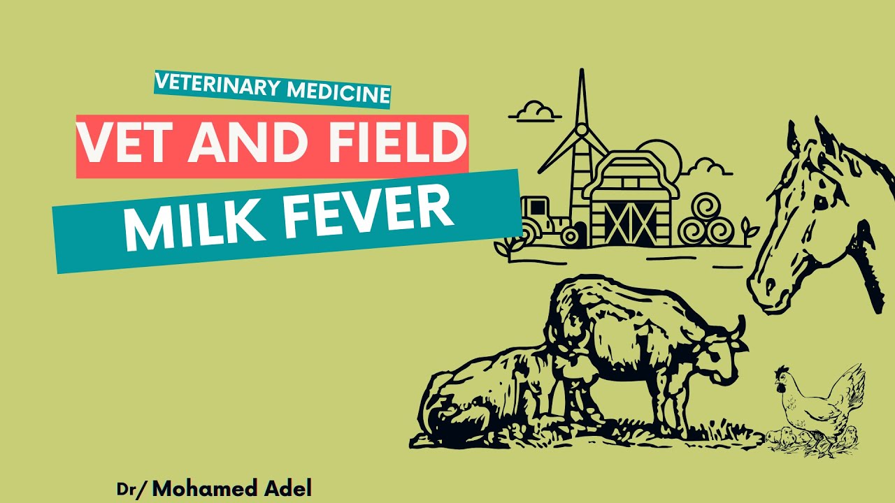 milk fever/حمى اللبن فى الماشية  /animal diseases شرح