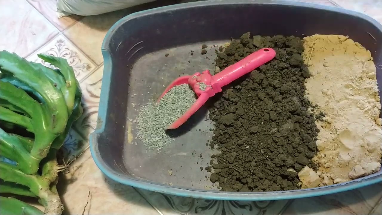 Стапелия