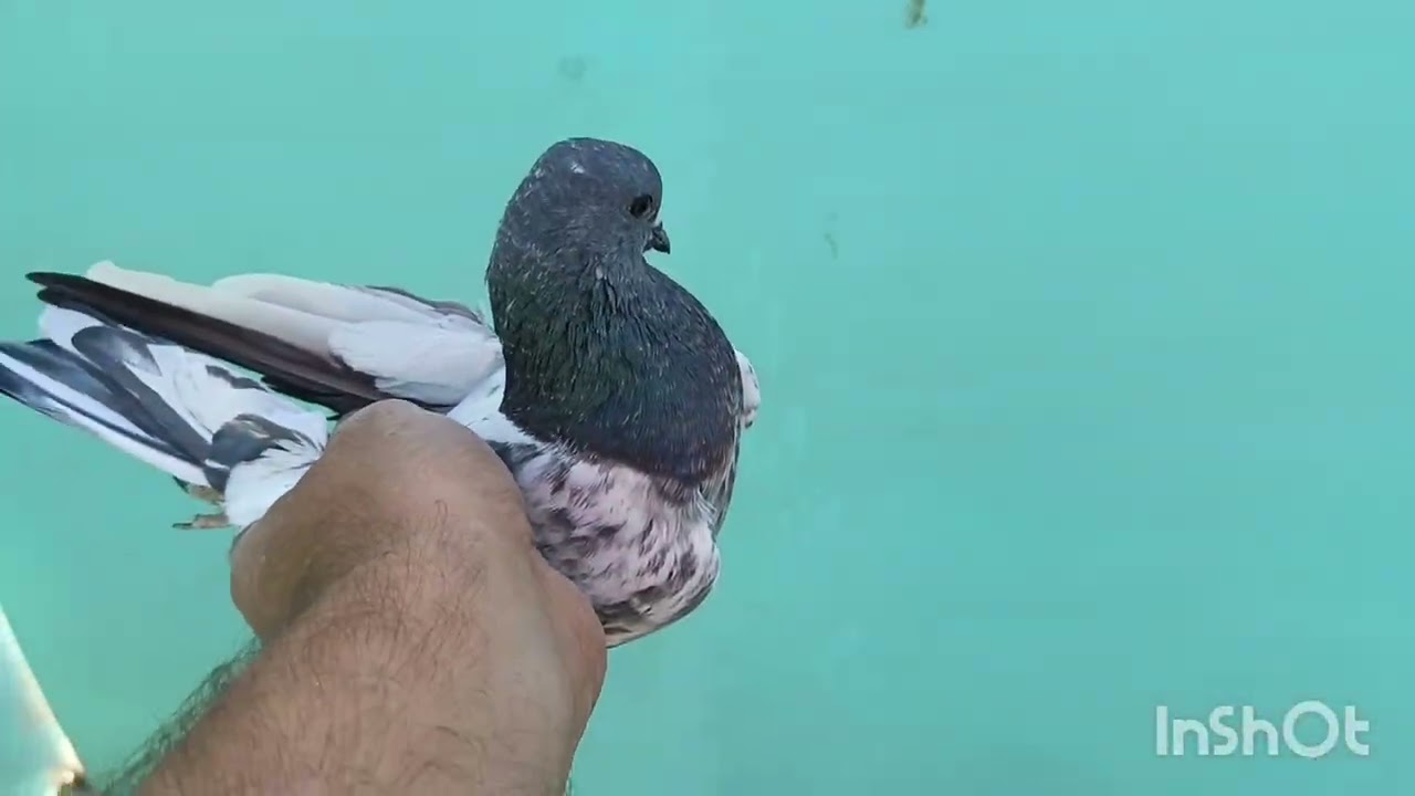 خبط طيور حربي كومه ثكيله صارت وصدت منه طيره مخلفه حبريه وصدت من حجي فحل 💪