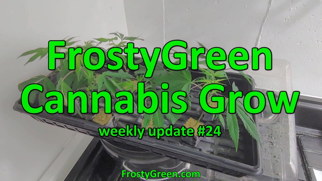 Cannabis Grow weekly #24 - Frosty Green