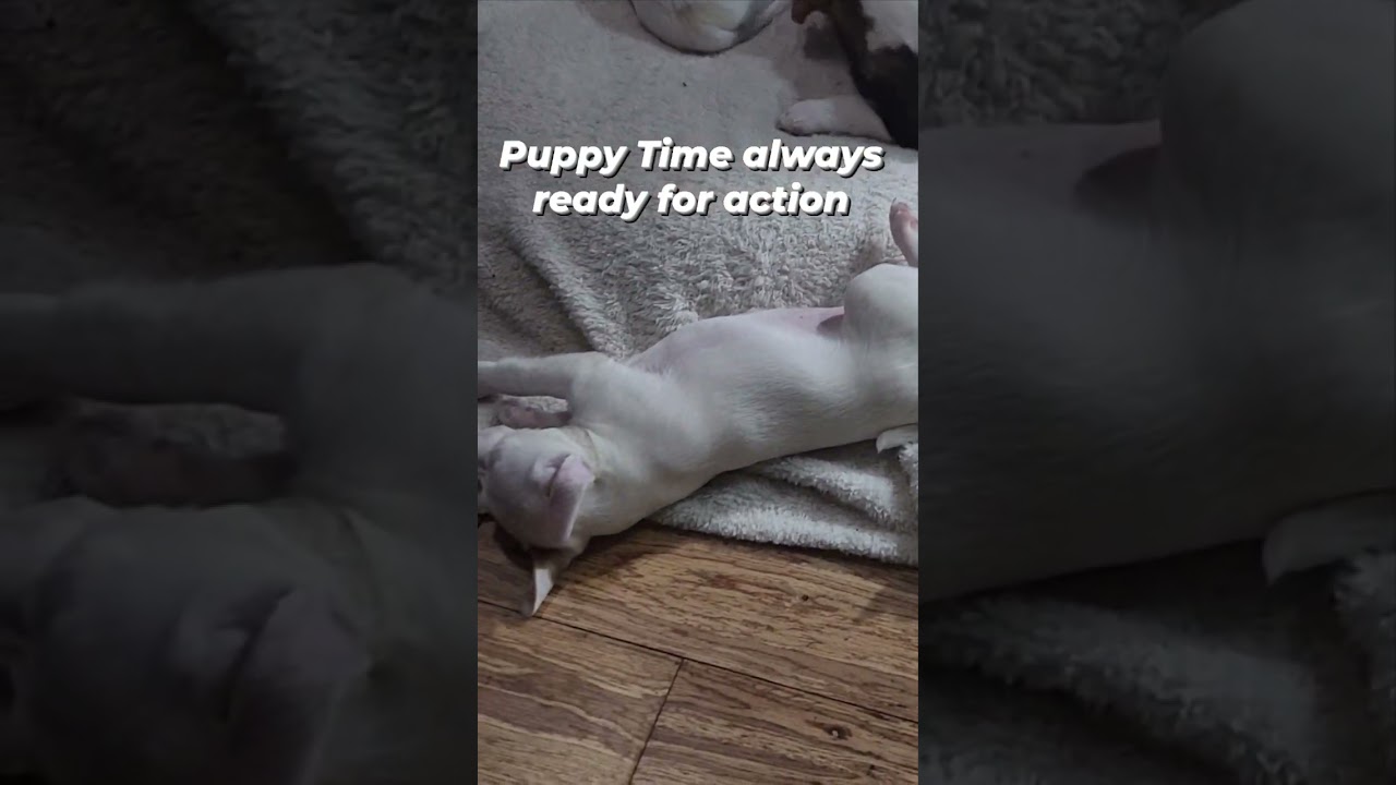 Puppy Adventures 2 #shorts #share #viral #dogs #funnydogs #puppy #pets #youtubeshorts #puppyvideos 