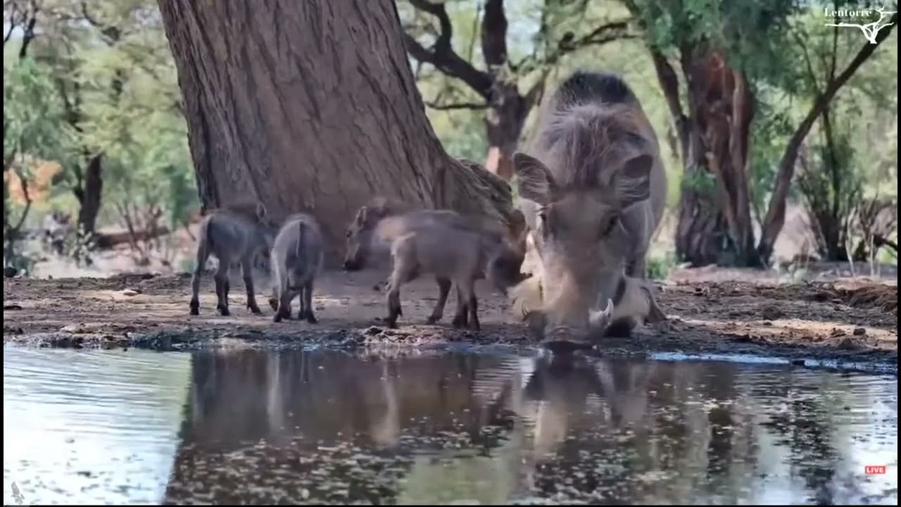Lentorre & ol Donyo ~ Warthog Piglets! Jan19, 2026