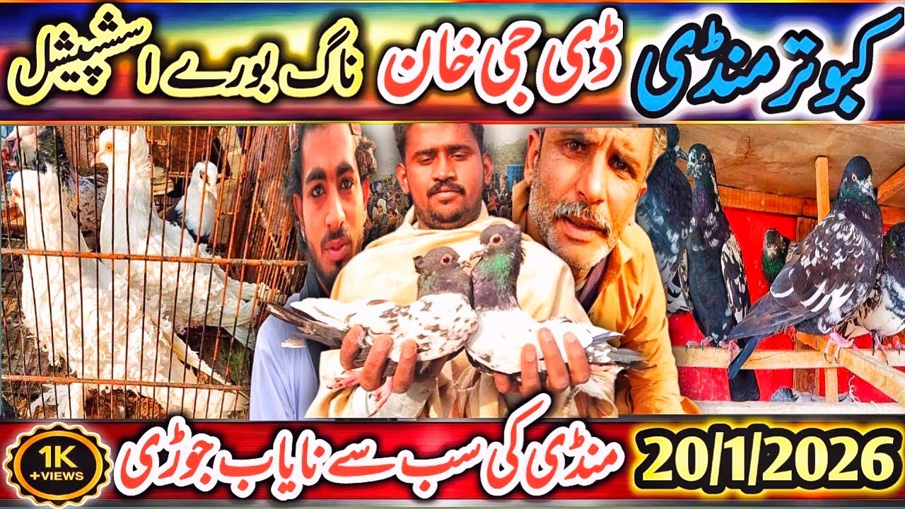 Kabootar Mandi | DGKhan Latest Update 35Vlog | Mandi Mai Nayab Or Khubsoret Pair |Ikram Bahi SpeciaL
