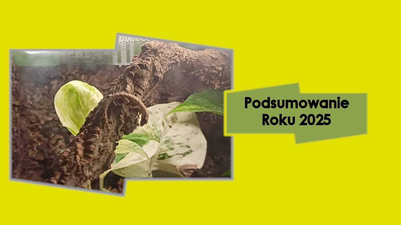 Podsumowanie 2025 Roku