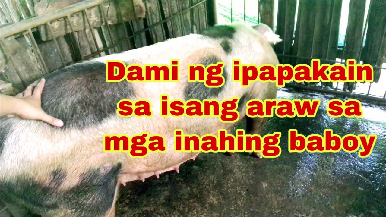 Gaano ka dami ang ipapakain sa inahin bawat araw | ilang beses pakainin ang inahin | Ryan Patenio
