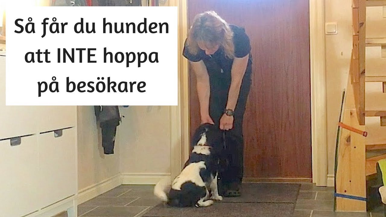 Så får du hunden att INTE hoppa på besökare