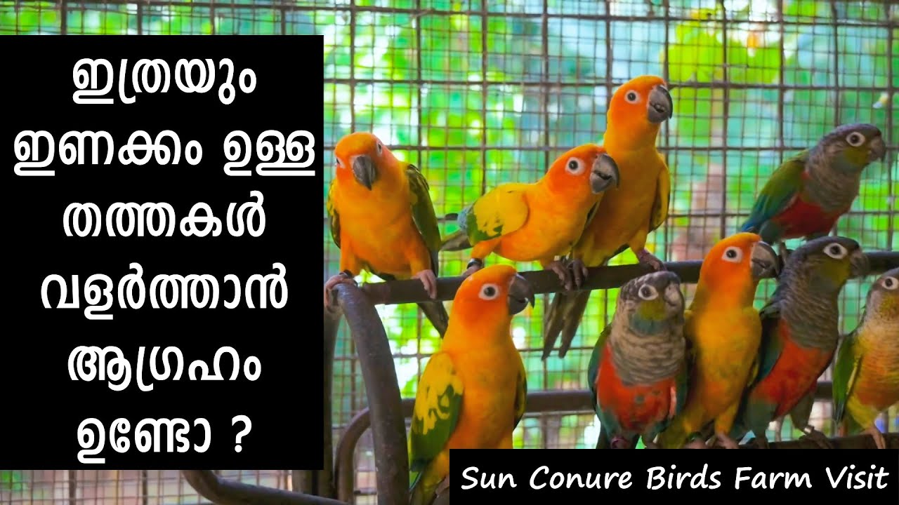 ഇത്രയും ഇണക്കം ഉള്ള തത്തകൾ  വളർത്താൻ ആഗ്രഹം ഉണ്ടോ ? 🔥🔥🔥  | Sun Conure Birds farm visit | Grey parrot
