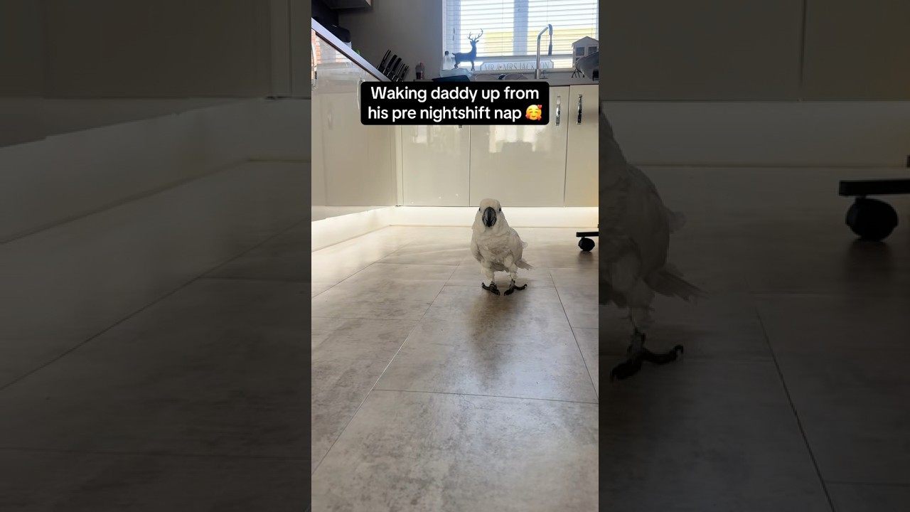 Cockatoo Wakes Dad Up From A Nap - Cuteness Overload 🥰 #adorablepets #cockatoo #cutepets #viral #fy