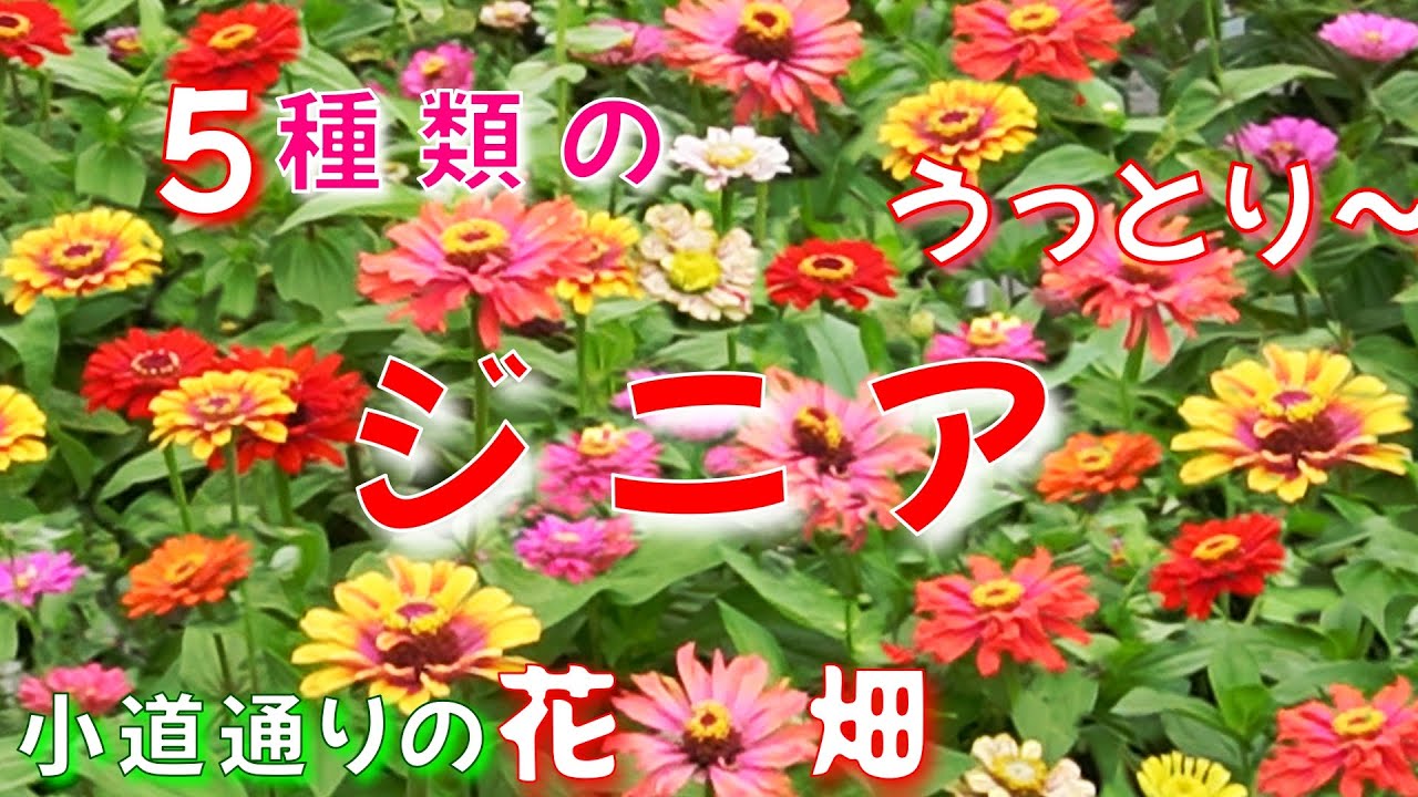 【小道通り５種類のジニア花畑】ステキなお勧めジニアあります！種から開花までの記録！