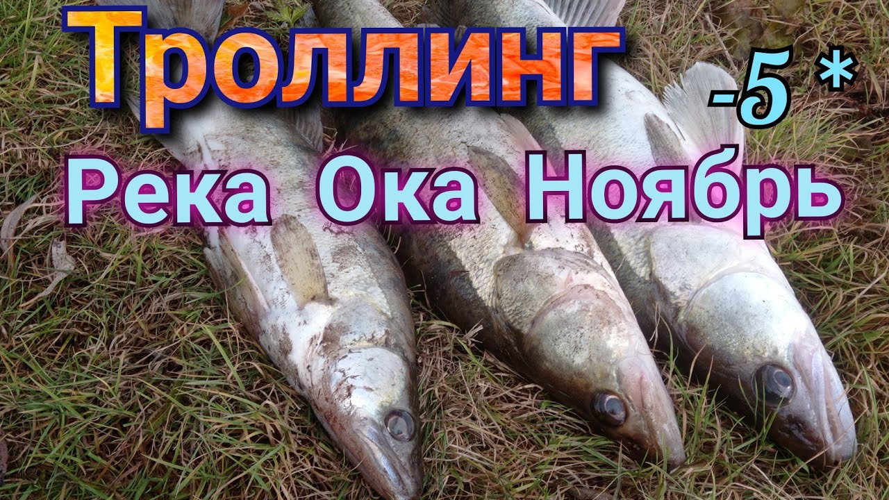 ,,ТРОЛЛИНГ,,рыбалка на Оке в ноябре, раздача судака
