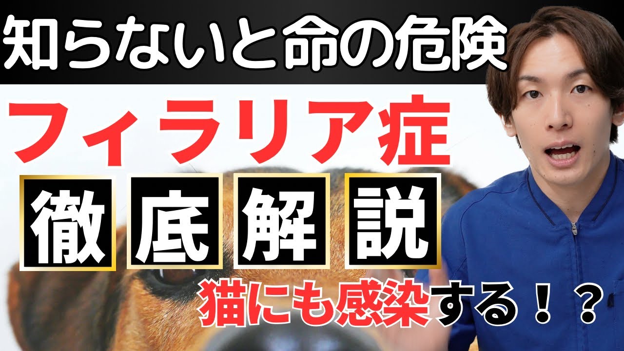 【フィラリア】知らないと命の危険フィラリア症について獣医師が徹底解説！