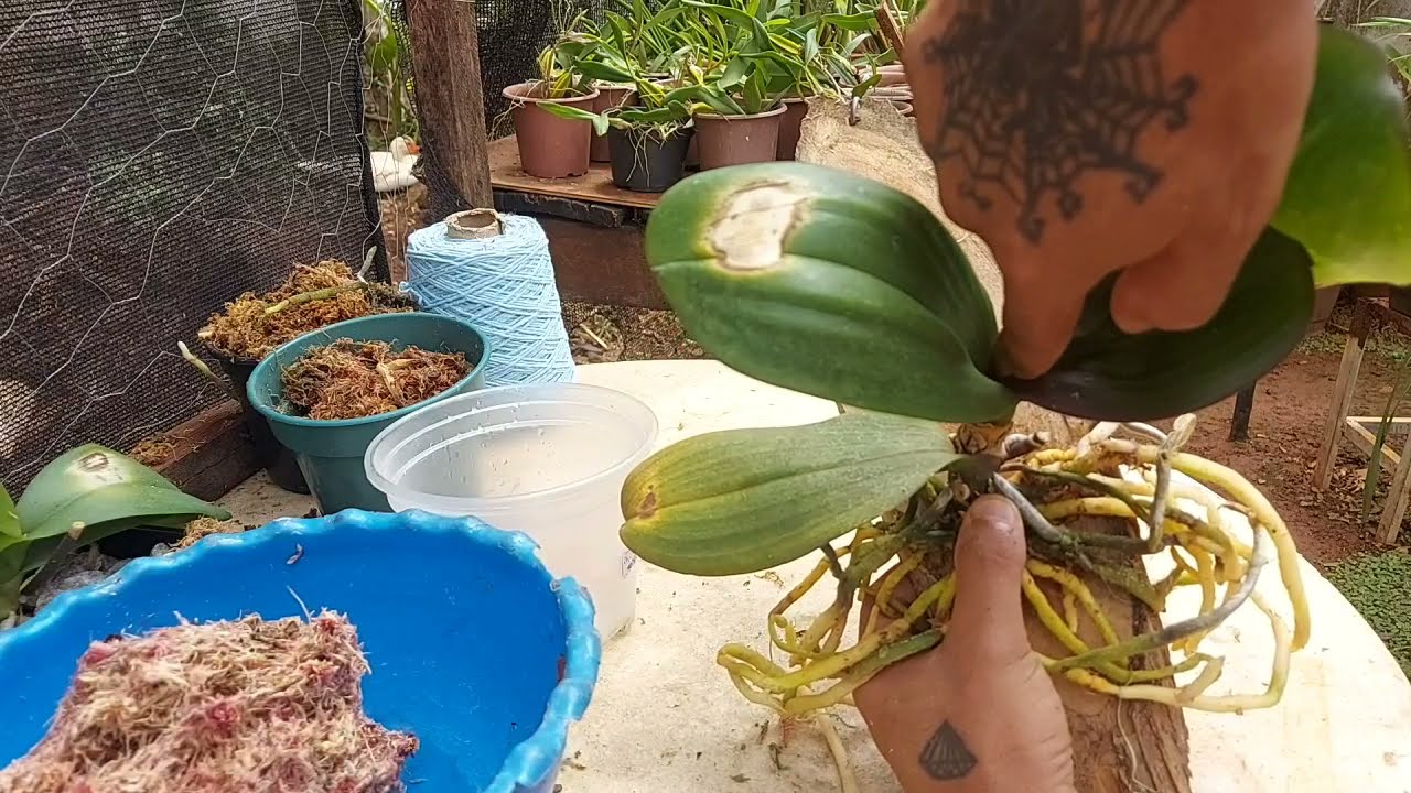 COMO PLANTAR PHALAENOPSIS EM TRONCO???