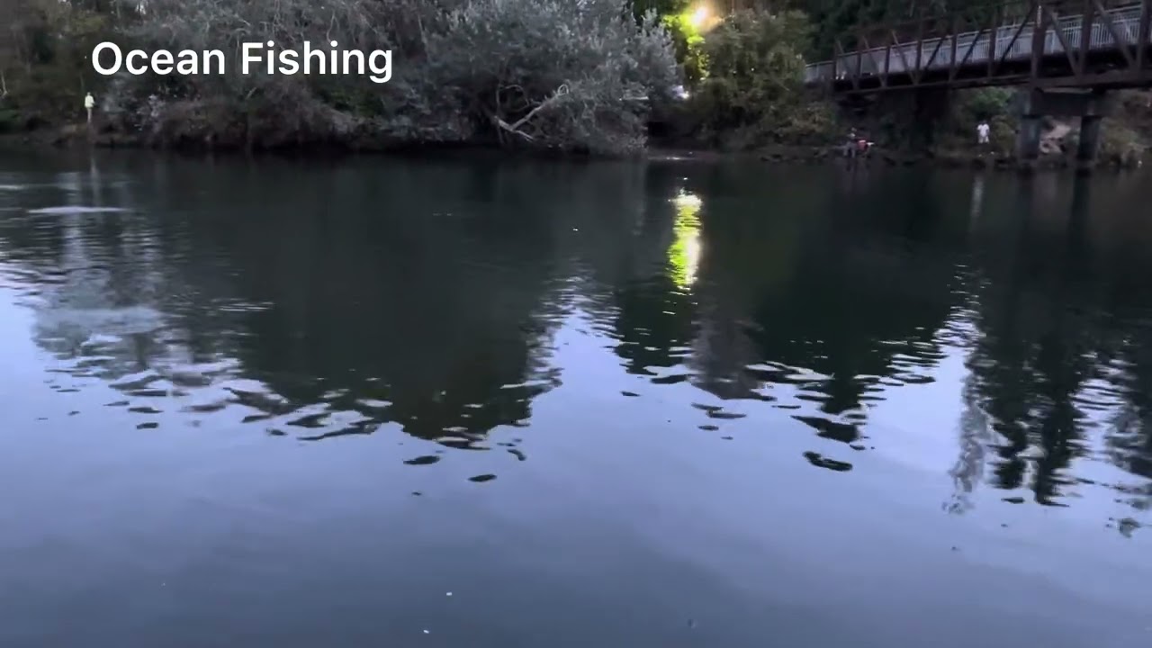 Pink Salmon Update: Current Status in the Duwamish River