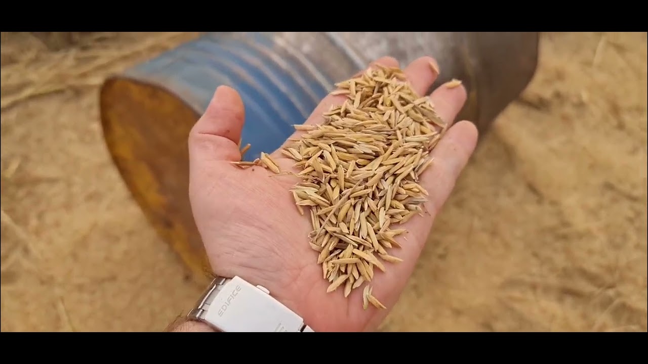 אורז, גידול אורז בהודו, כיצד גדל אורז, אורז בסמטי  הודו, הרב יוסף דורפמן, Rabbi Yosef Dorffman