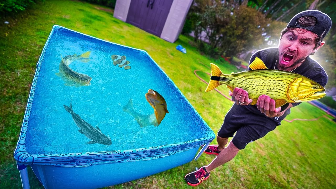 COMPREI VARIOS DOURADO PRA POR NO LAGO ORNAMENTAL DA CASA HUNTERS
