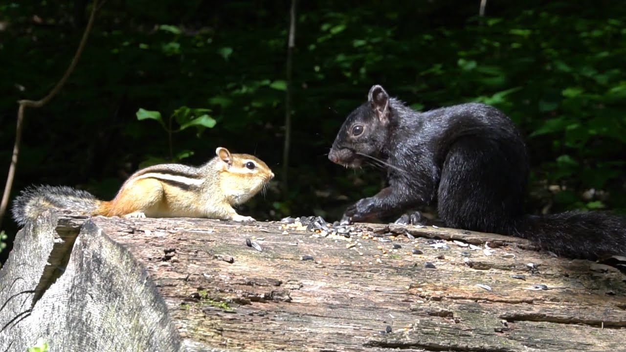 Fallen Tree Feeder - Chipmunks & Squirrels - August 12, 2021