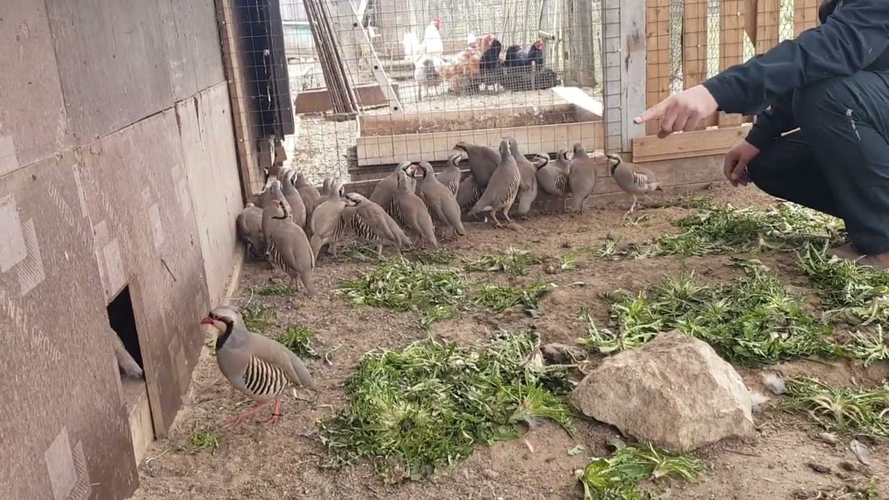 Дута нар кабк  тухфа ба номи  Полковник Акайи Ширинов Назаралли