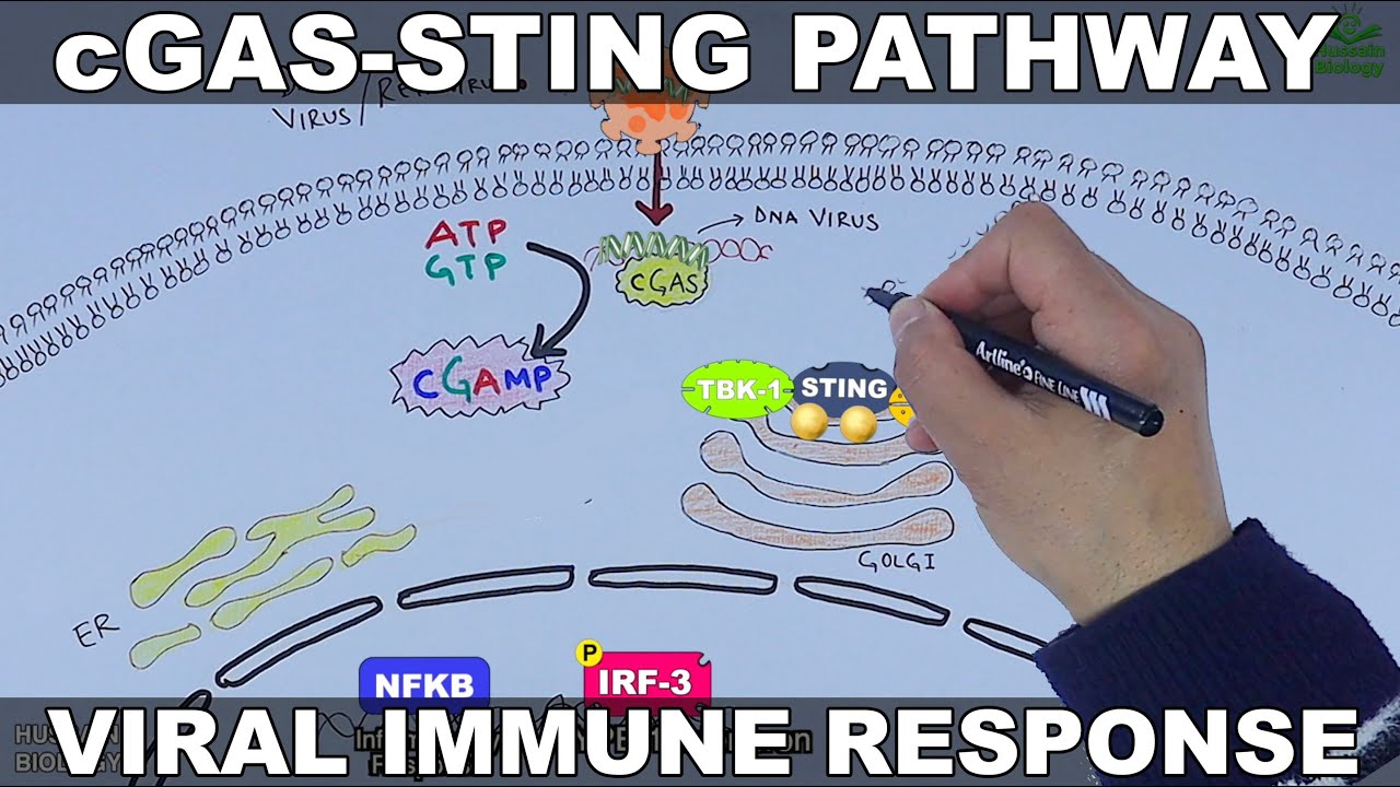 cGAS STING Signalling Pathway