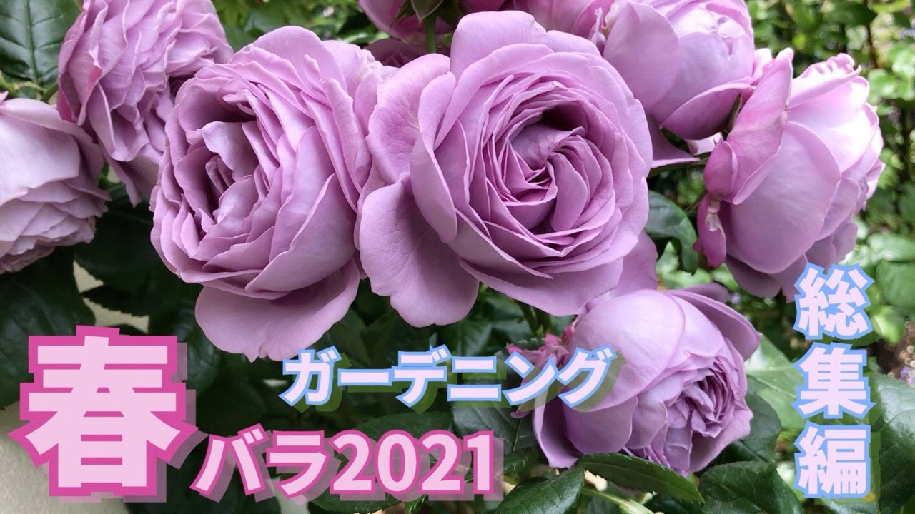 【ガーデニング】春バラ2021年【総集編】