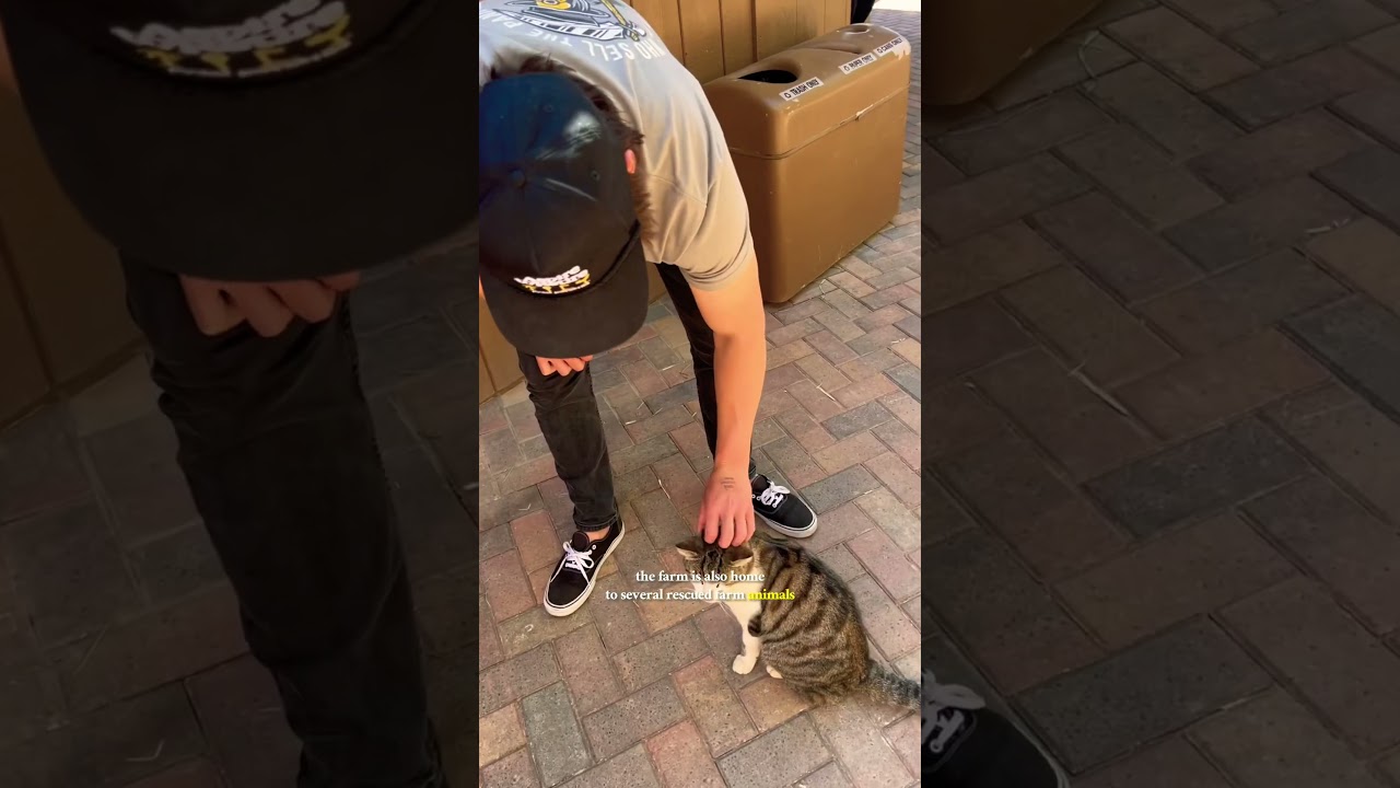 Have you ever been to this Las Vegas hidden gem? | The Farm #food #farmersmarket