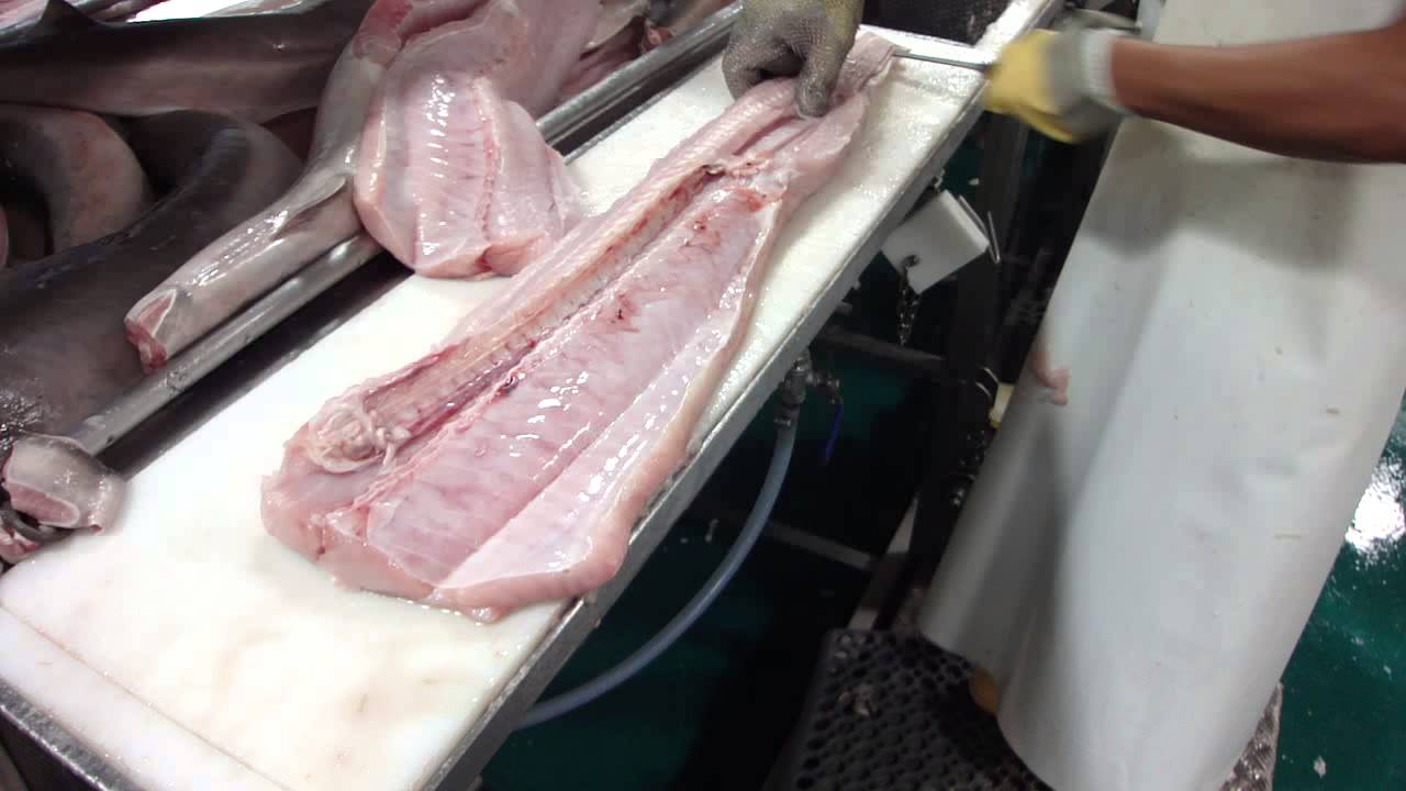 Ways To Fillet School Shark - by Dean Grooby Knifetechnz Ltd
