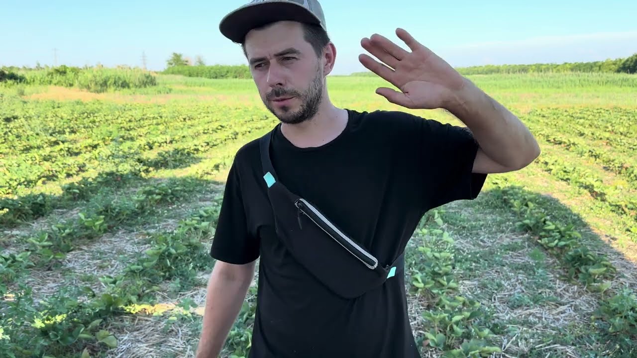 Гербициды по клубники