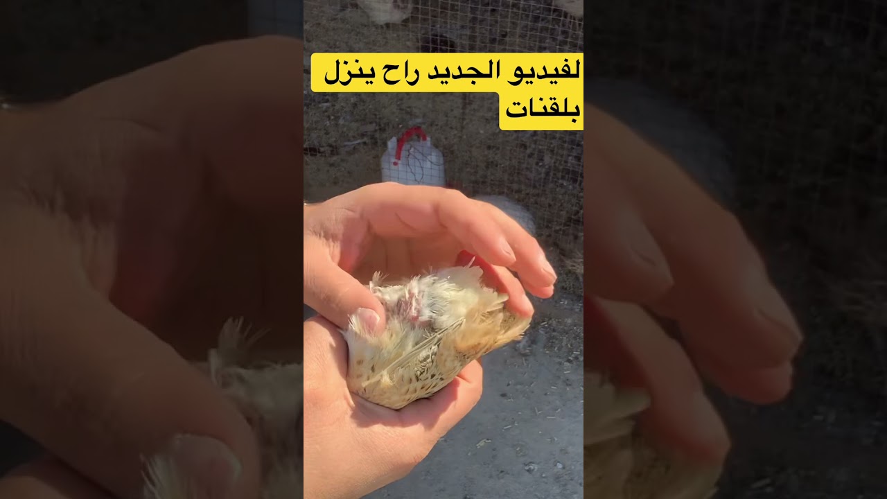 لفرق بين الانثى ولفحل السمان